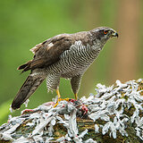 Birds of prey